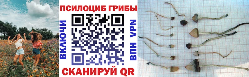 Псилоцибиновые грибы MAGIC MUSHROOMS Покровск